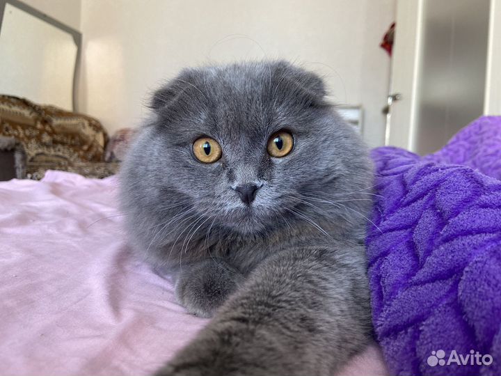 Шотландский котик в добрые руки