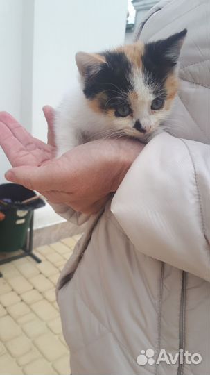 Маленький котенок