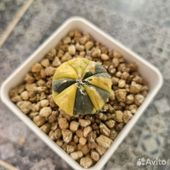 Кактусы вариегатные