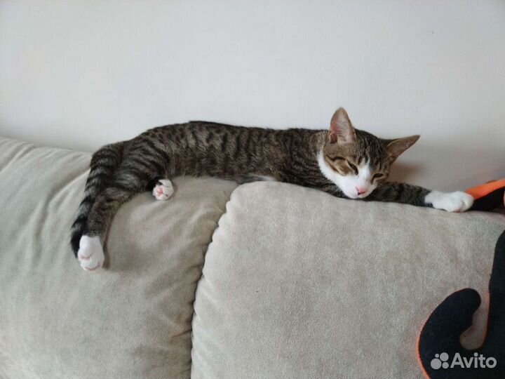 Передержка кошек на время отпуска