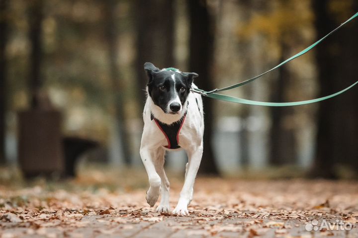 Скромная собака ждет в приюте