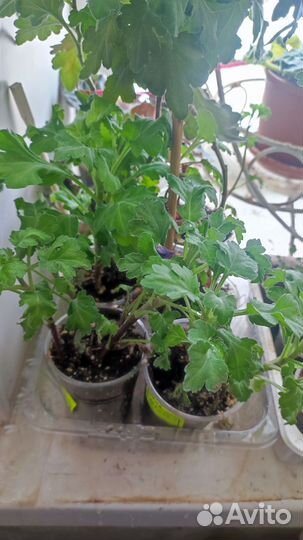 Хризантема комнатная