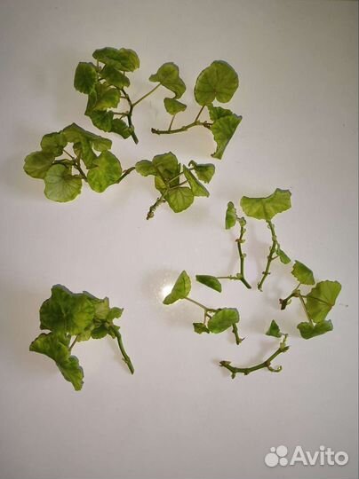 Черенки бегонии Глуар де Лоррен