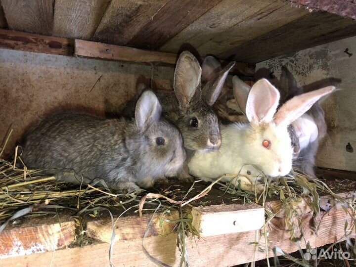 Продаются кролики