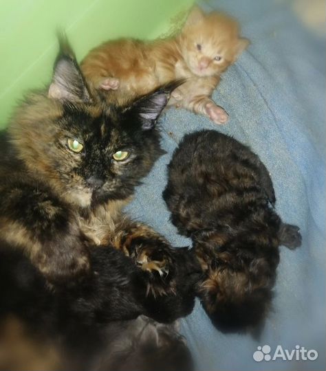 Котята