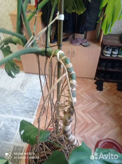 Толстянка монстр