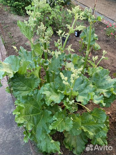 Саженцы ревень