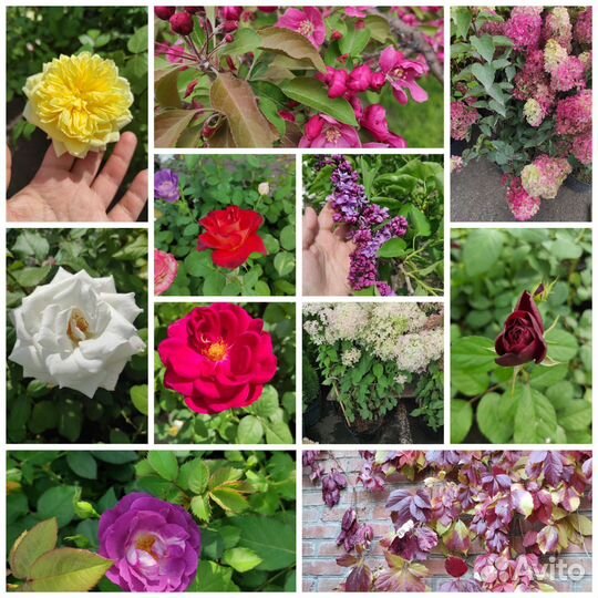 Саженцы зкр грецкий, манжурский,фундук, шелковица