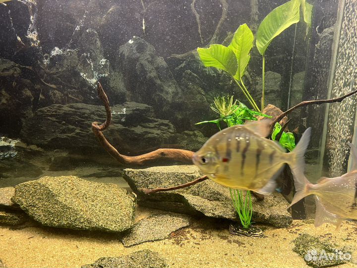 Продам метинесов и милеуса