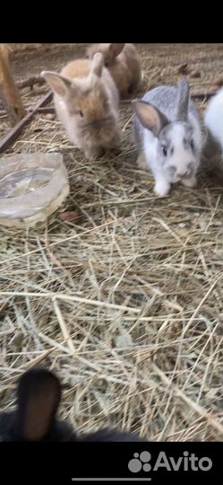 Декоративные кролики