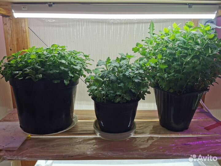 Маточники хризантемы-мультифлоры