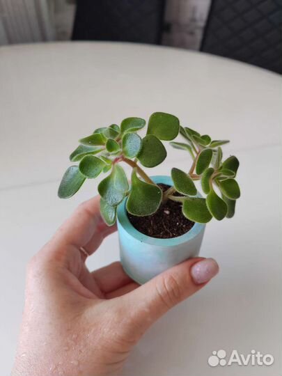 Аихризон дерево любви