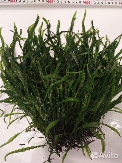 Аквариумные растения