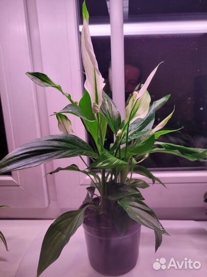 Спатифиллум Шопен