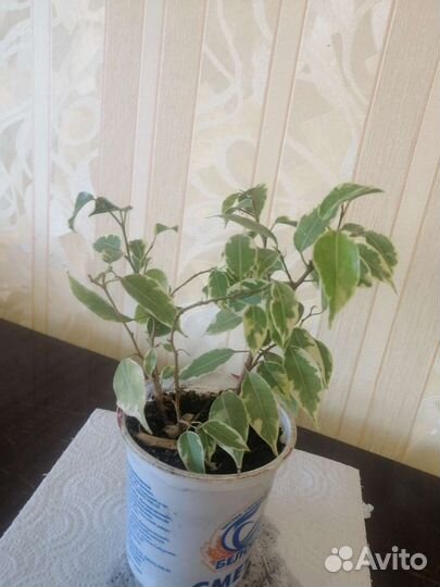 Комнатные растения цветы