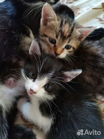 Котёнок в дар