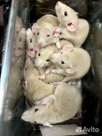 Крысята дамбо (крыса)