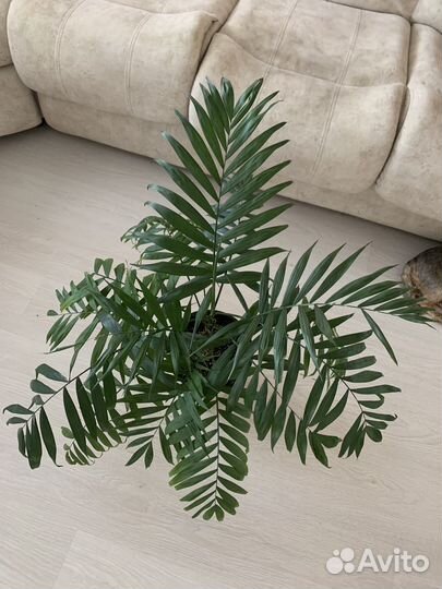 Пальма хамедорея