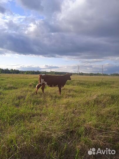 Телка- нетель