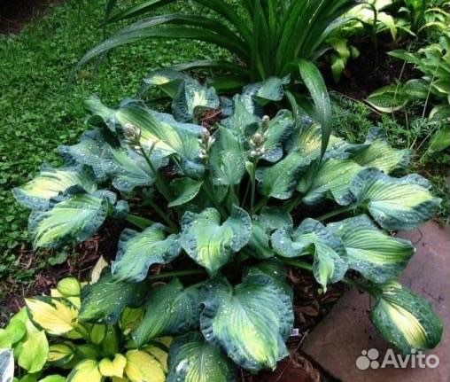 Коллекионные сорта королевы тени