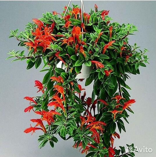 Колумнея ред бро