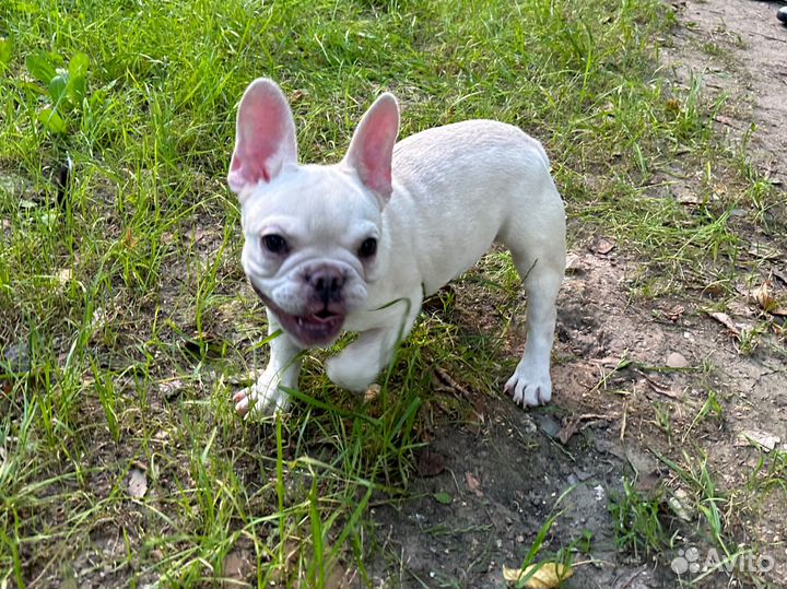 Фанцузский бульдог платина