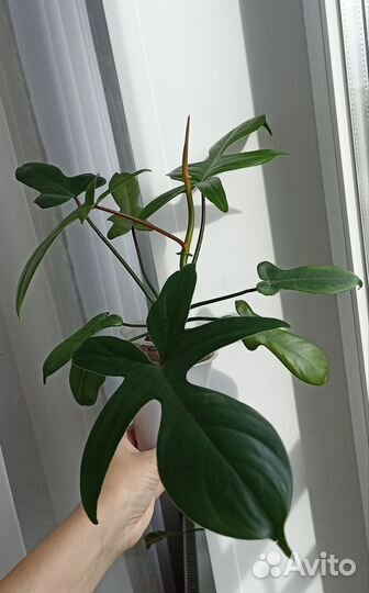 Филодендроны