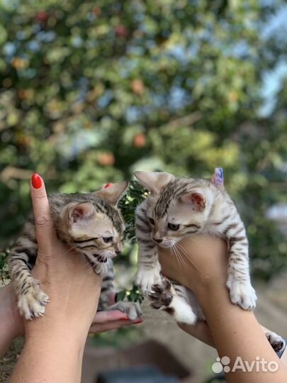 Бенгальские котята