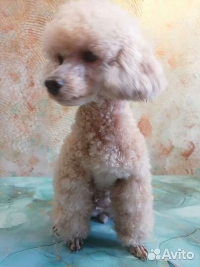 Стрижка собак и кошек груминг