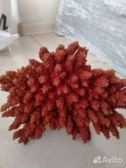 Коралл искусственный