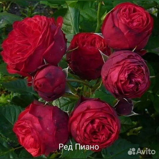 Кустовые розы саженцы