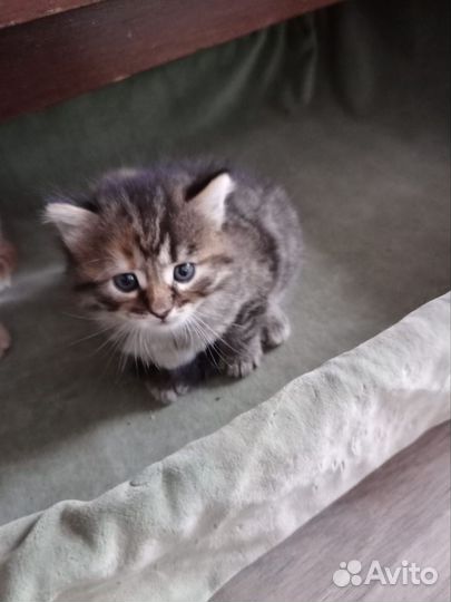 Милейшие котята