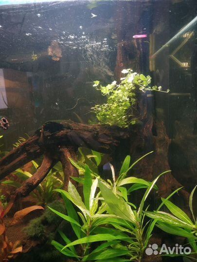 Аквариумные растения