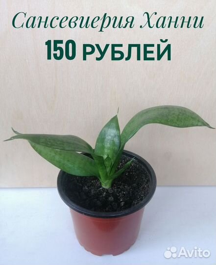 Сансевиерия Ханни. Молочай беложильчатый
