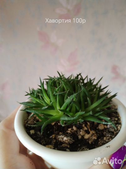 Комнатные цветы