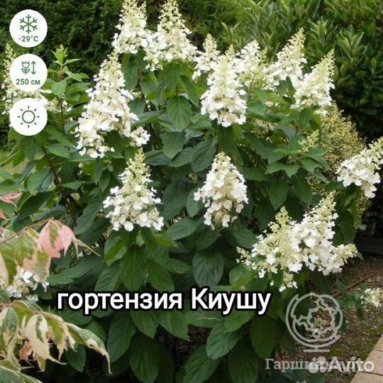 Гортензия метельчатая
