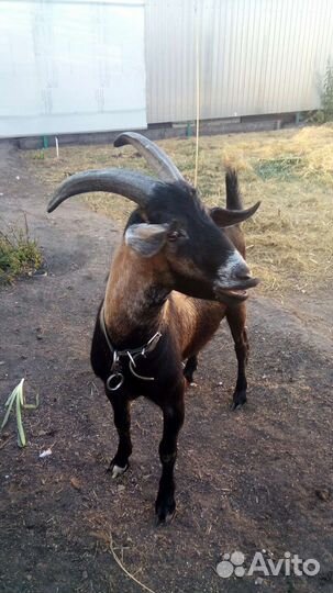 Англо нубийский козел Вязка