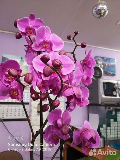 Орхидея фаленопсис