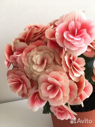 Бегонии Элатиор