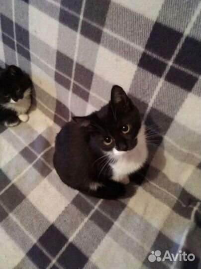 Кошечка Дуся