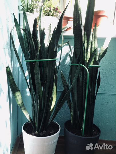 Сансевиерия