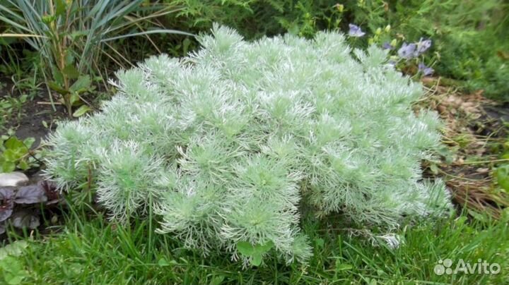 Полынь Шмидта