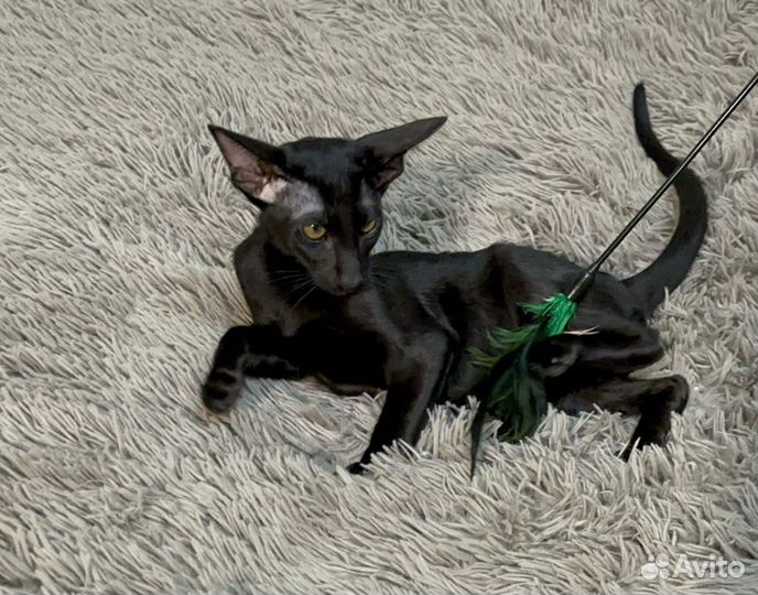 Ориентальные котята
