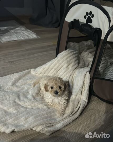 Щенки Мальтипу