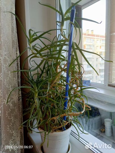 Растение алоэ вера, цветок алоэ