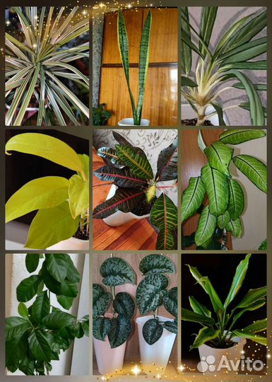 Растения для подарка, доставка, упаковка