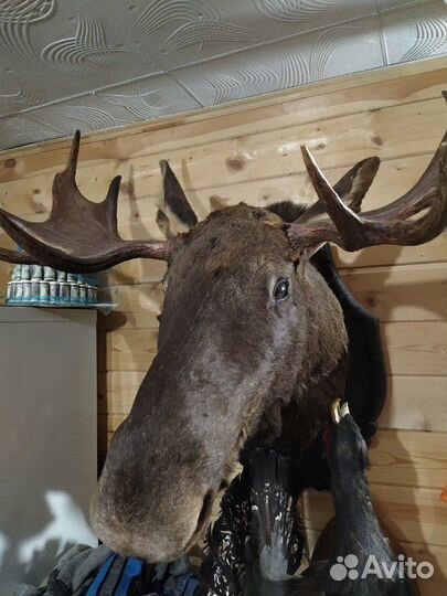 Чучело лося