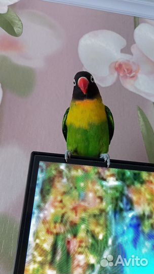 Попугай неразлучник с клеткой