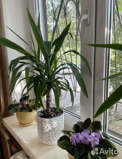 Пальма юкка