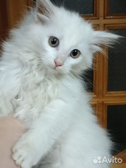 Кошки в добрые руки бесплатно